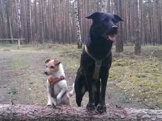 Hundeschule
