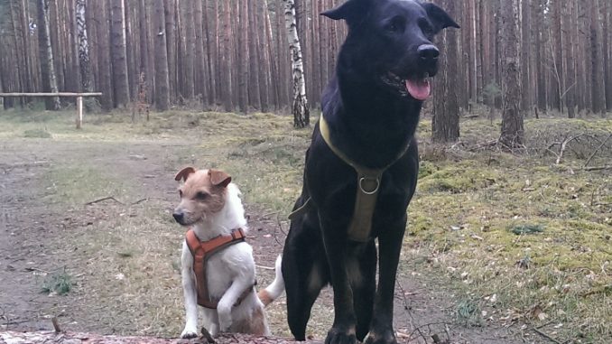 Hundeschule