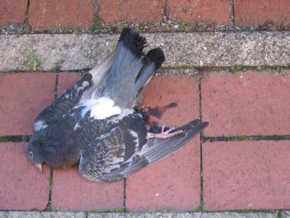 wildvogelgeflügelpest