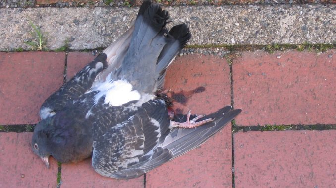 wildvogelgeflügelpest