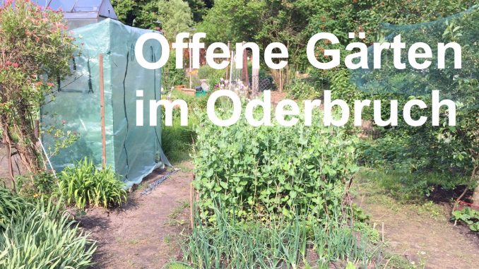 Offene Gärten im Oderbruch