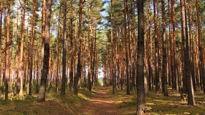 Waldweg