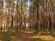 Waldweg