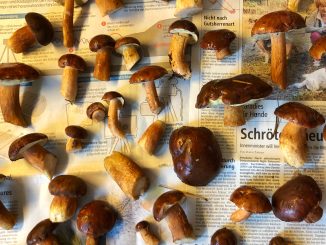 Pilze