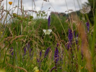 Wildblumenwiese