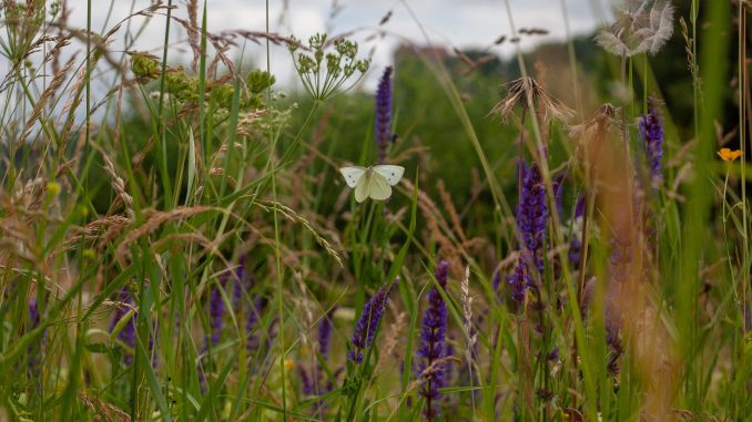 Wildblumenwiese