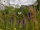 Wildblumenwiese